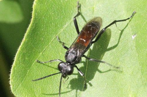 Réf. 343 492 : Macrophya annulata